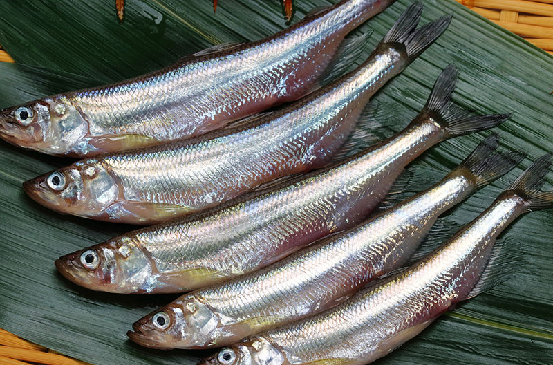 旬の食材　本ししゃも