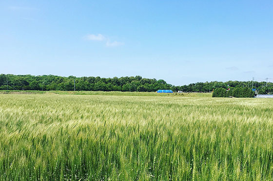 北海道・江別の小麦畑を訪ねる